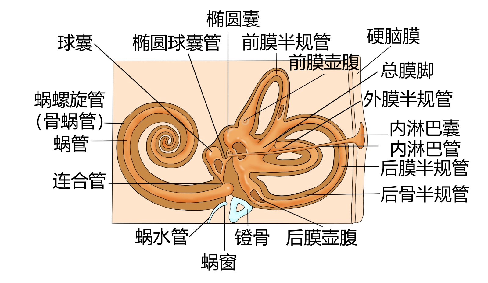 内耳膜迷路结构图