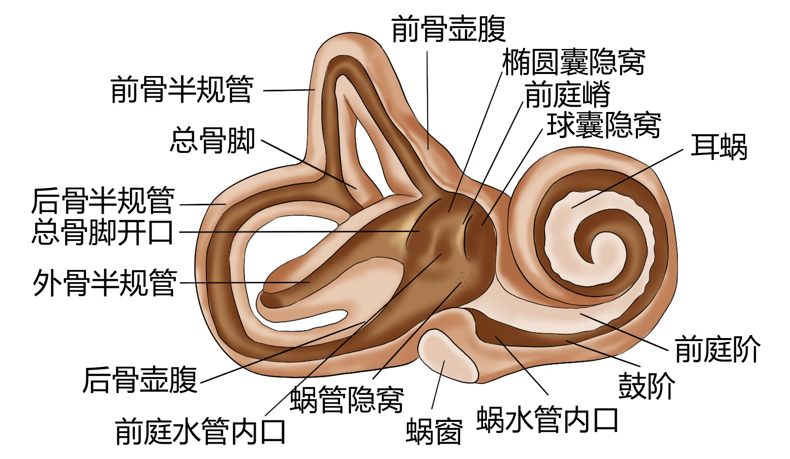 内耳骨迷路结构图